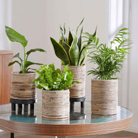 4x Plantes d'intérieur faciles - Mélange incl. cache-pots - Ensembles de plantes d'intérieur