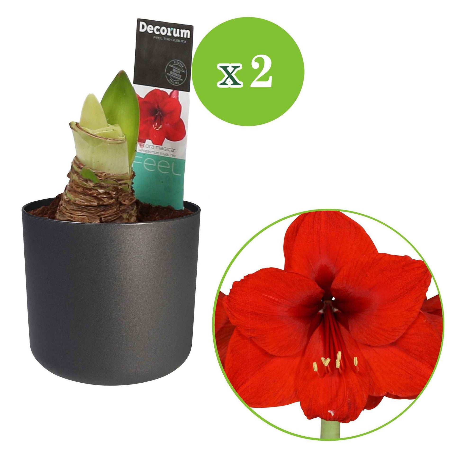 2x Amaryllis Hippeastrum rouge incl. cache-pots - Bulbes de printemps