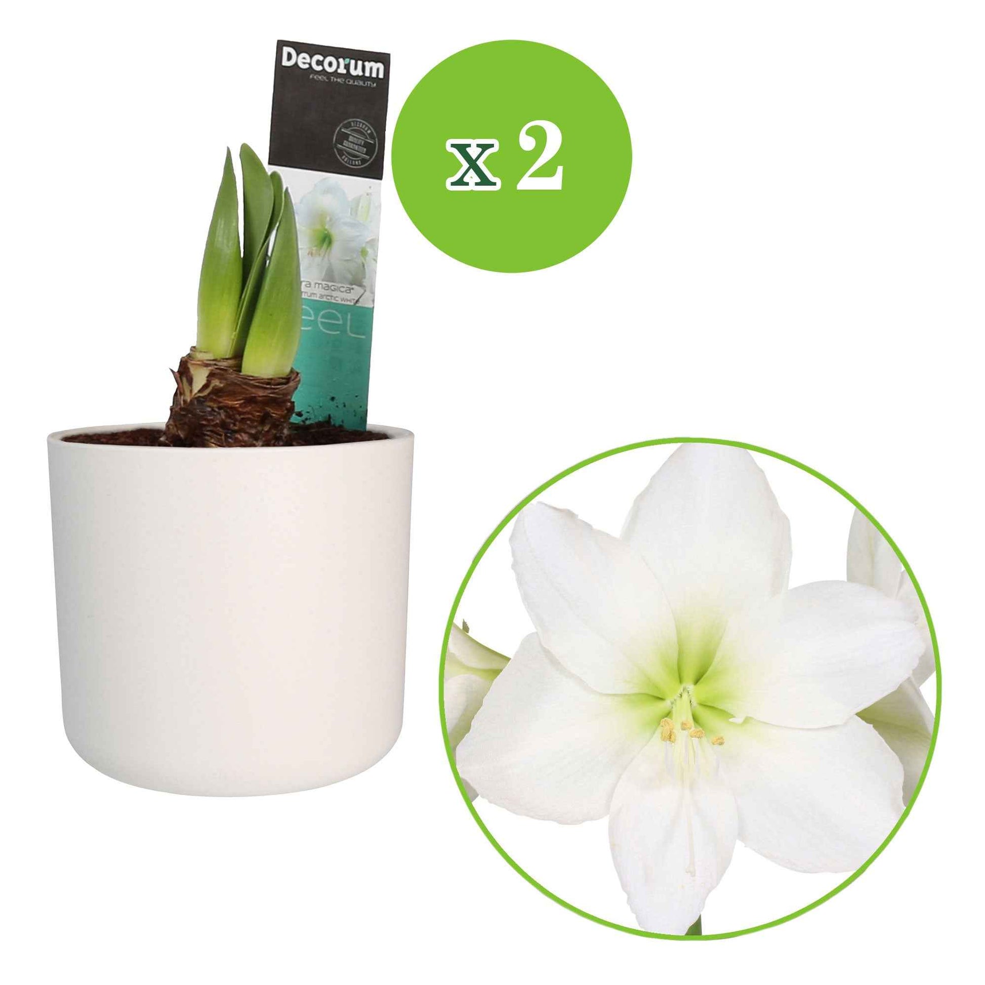 2x Amaryllis Hippeastrum blanc incl. cache-pots - Bulbes de printemps