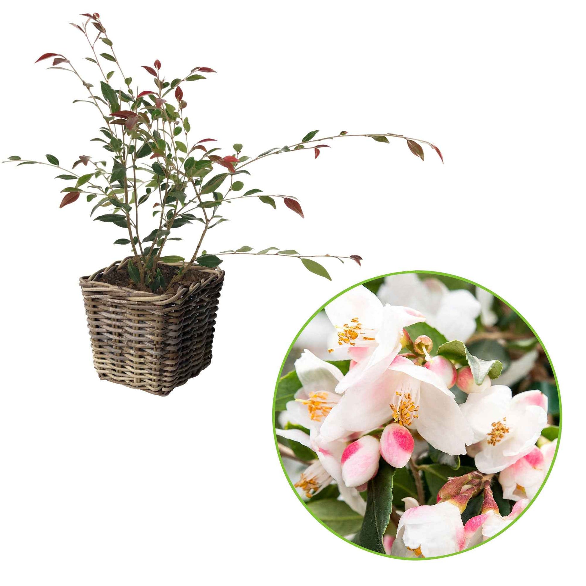 Camellia 'Cupido' blanc incl. panier - Arbustes à fleurs