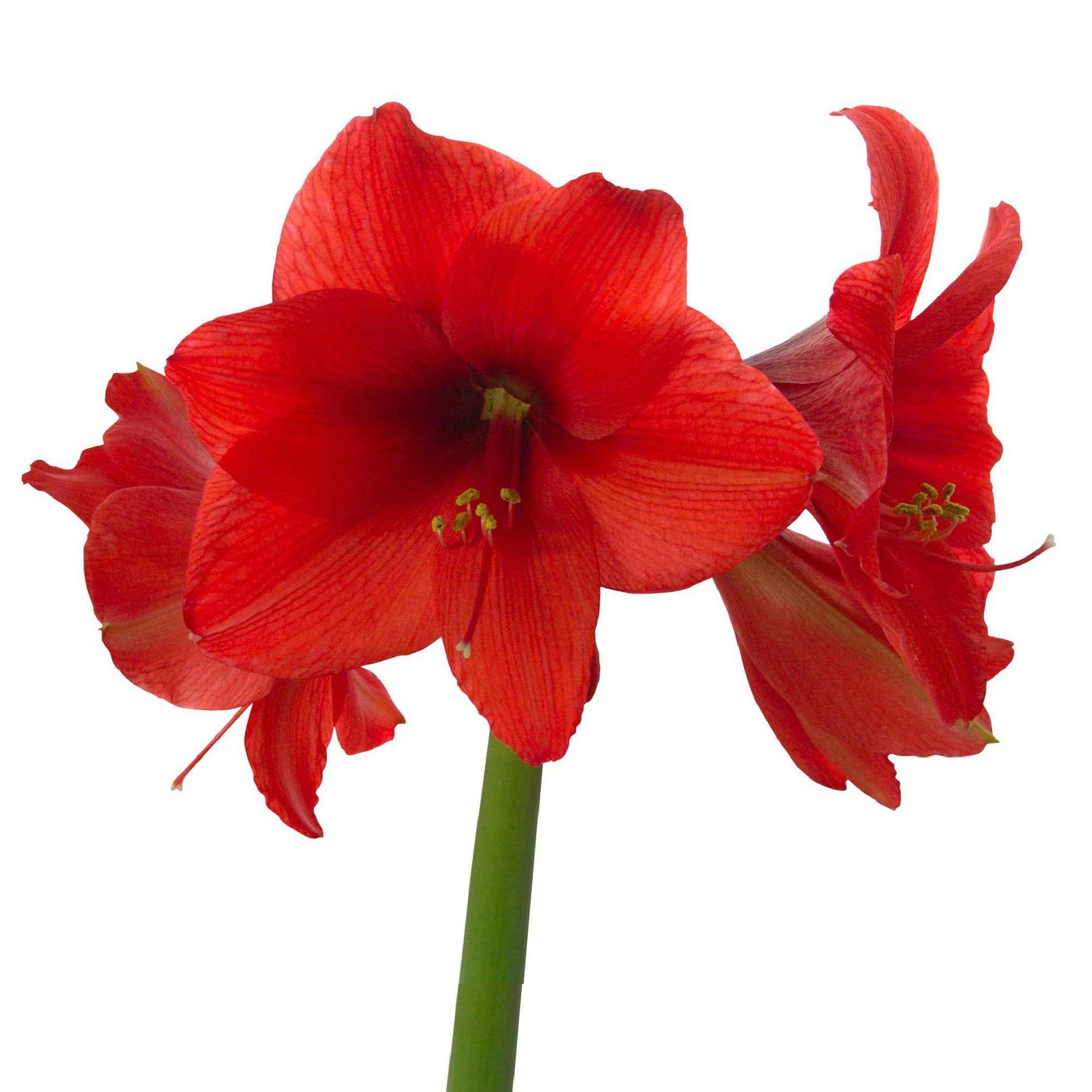 Wax Amaryllis Hippeastrum 'Velvet Touch' bordeaux - Bulbes de fleurs populaires