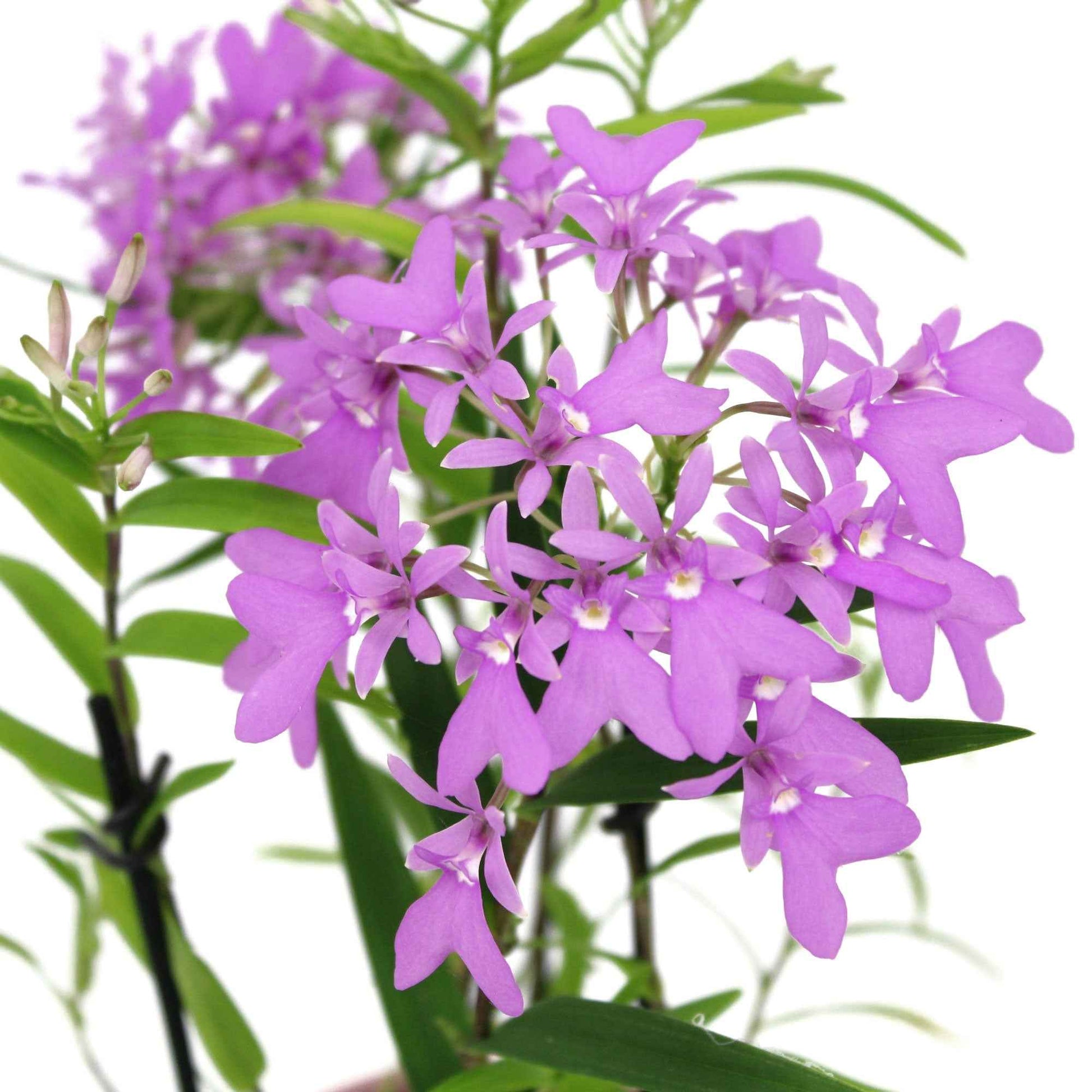 Orchidée Epidendrum 'Panama' Violet avec pot décoratif - Plantes d'intérieur : les tendances actuelles