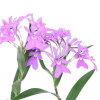 Orchidée Epidendrum 'Panama' Violet avec pot décoratif - Orchidées