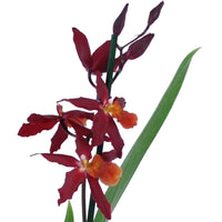 Orchidée Burrageara 'Chayenne' Rouge - Plantes d'intérieur