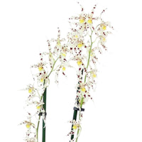 Orchidée Odontoglossum naevium Violet-Blanc - Orchidées