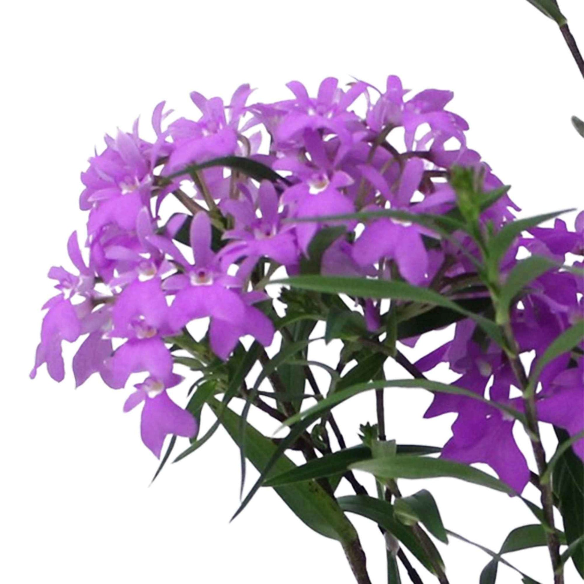 Orchidée Epidendrum 'Panama' Violet - Orchidées