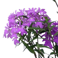 Orchidée Epidendrum 'Panama' Violet - Plantes d'intérieur
