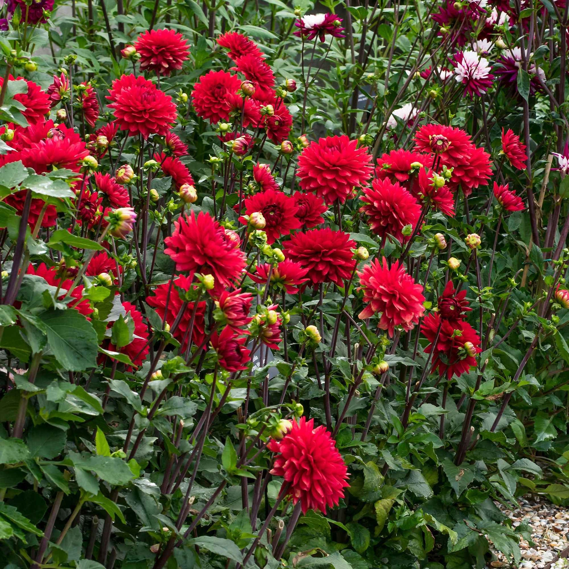 3x Dahlia 'Garden Wonder' rouge - Bulbes d'été