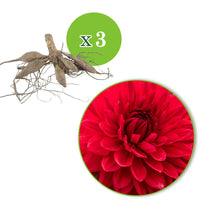 3x Dahlia 'Garden Wonder' rouge - Bulbes de fleurs populaires