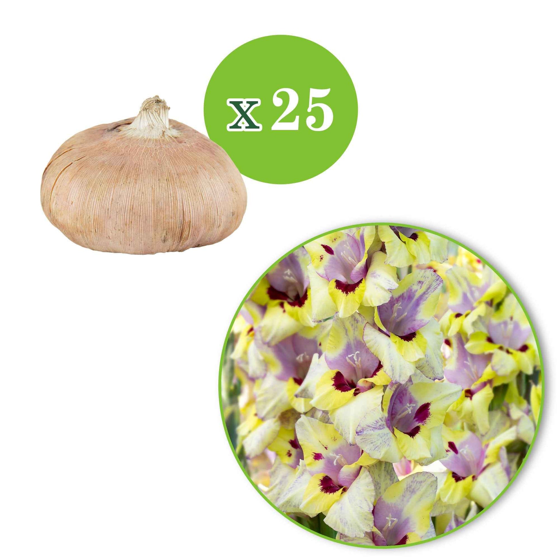 25x Glaïeul Gladiolus 'Oracle' violet-jaune-blanc - Bulbes de fleurs par catégorie
