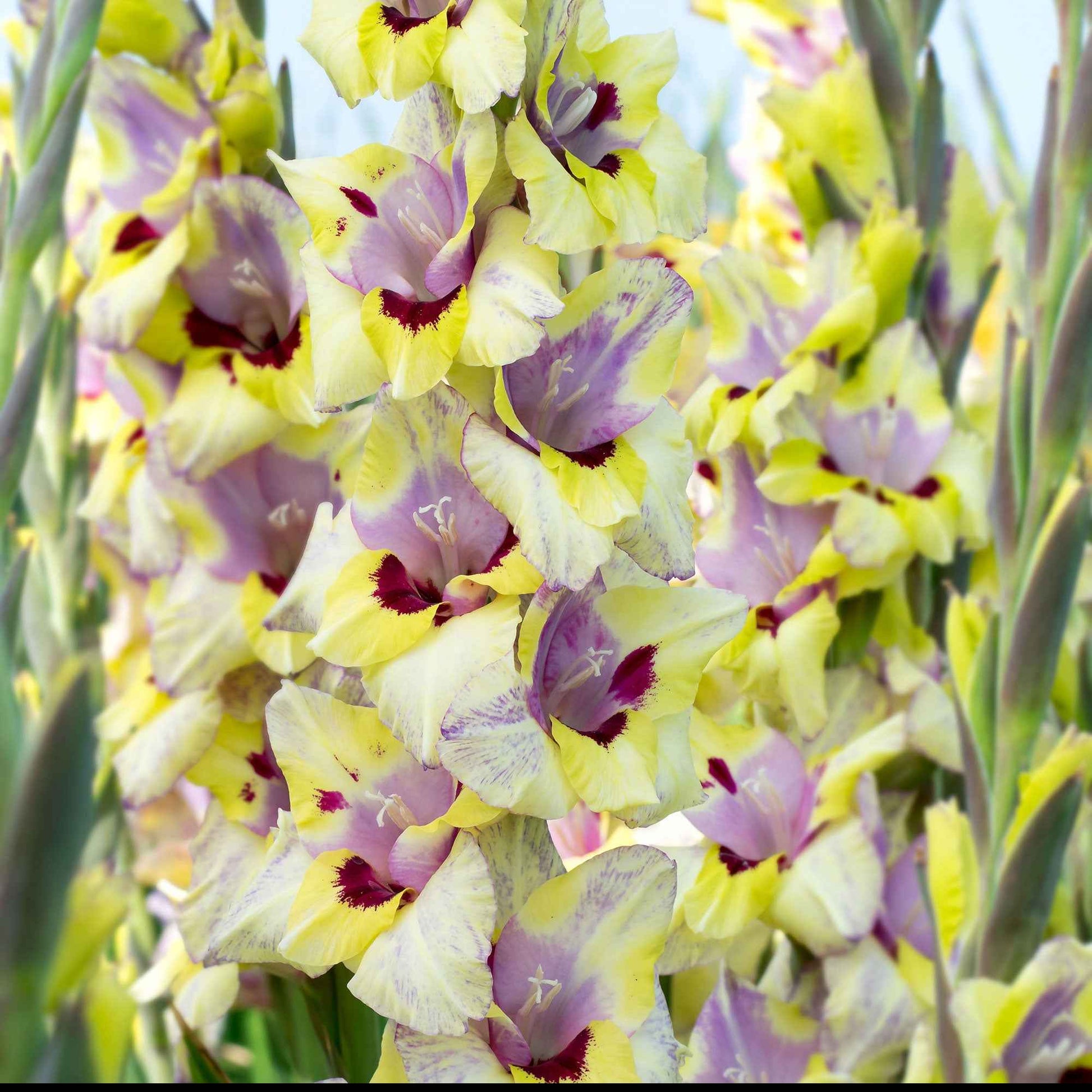 25x Glaïeul Gladiolus 'Oracle' violet-jaune-blanc - Arbustes à papillons et plantes mellifères