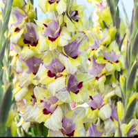 25x Glaïeul Gladiolus 'Oracle' violet-jaune-blanc - Bulbes d'été