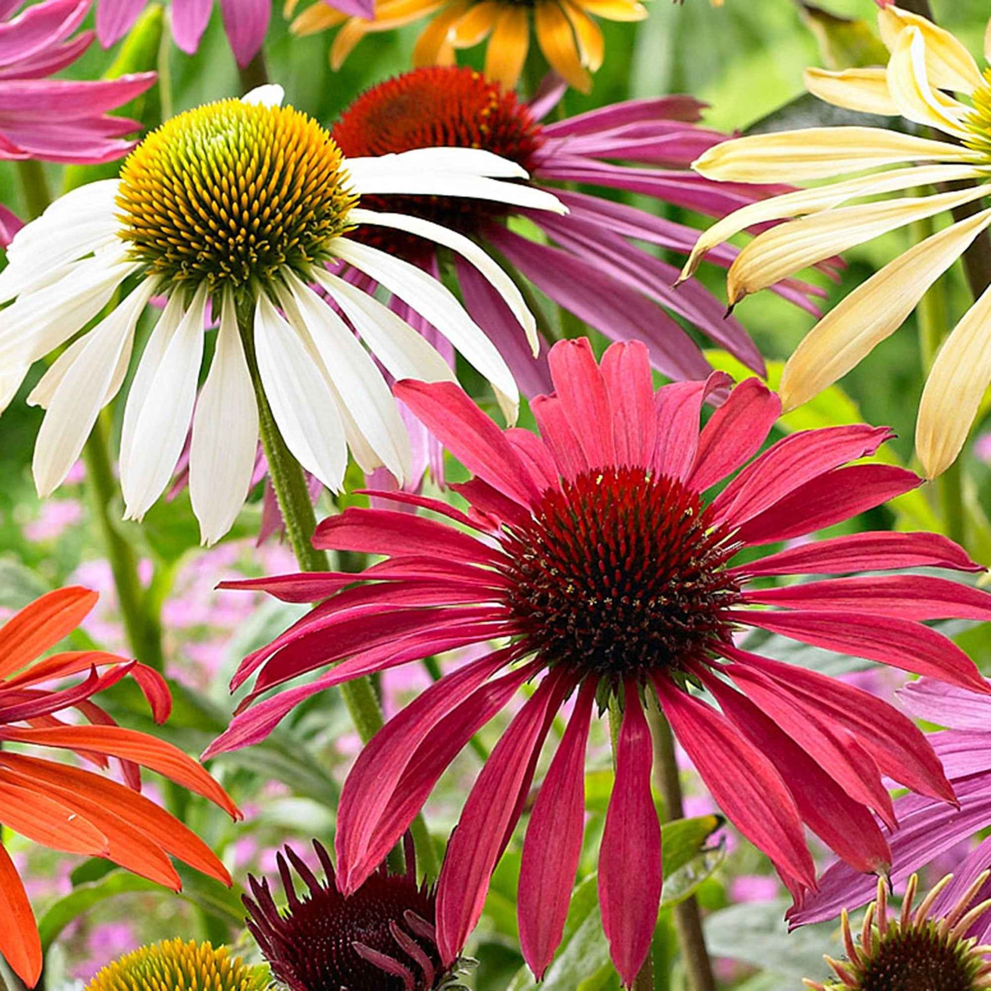 2x Échinacée Echinacea + 1x Rudbeckia - Mélange 'Flower Power' violet-blanc-jaune - Plants à racines nues - Arbustes à papillons et plantes mellifères