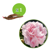 Pivoine Paeonia 'Dinner Plate' rose - Plants à racines nues - Caractéristiques des plantes