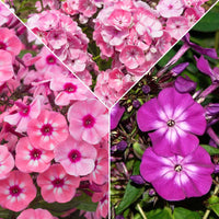 3x Phlox Phlox - Mélange rose-violet-blanc - Plants à racines nues - Plantes d'extérieur