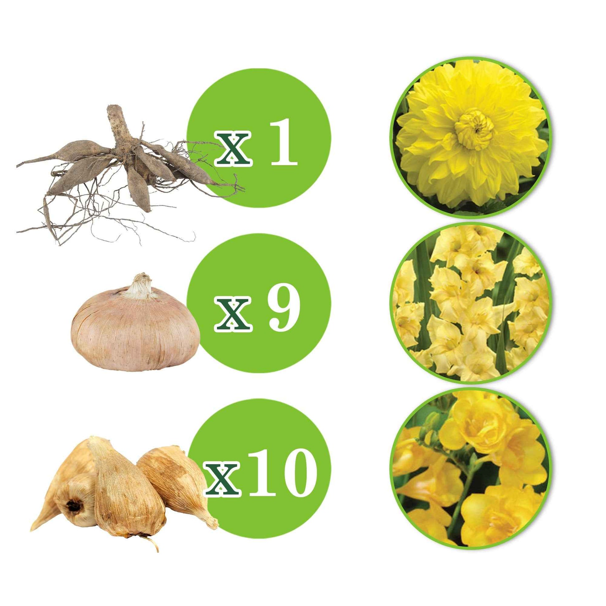 20x Bulbes de fleurs - Mélange 'The Yellow Bag' Jaune - Bulbes de fleurs par catégorie
