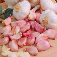 Ail Allium 'White Casablanca' - Graines de Légumes