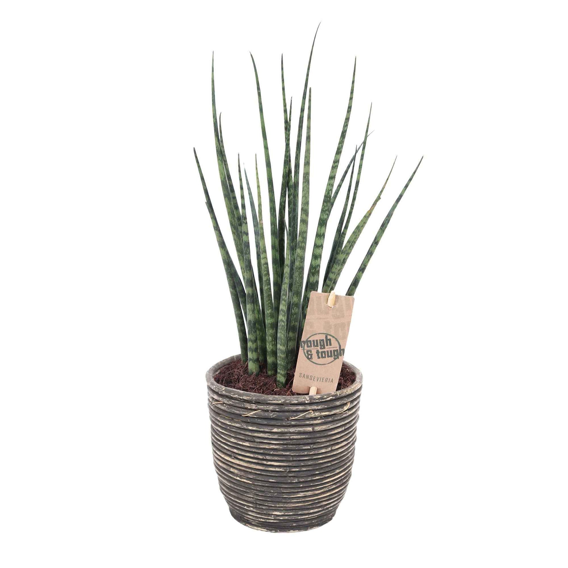 Langue de belle-mère Sansevieria 'Fernwood Mikado' avec pot décoratif - Ensembles de plantes d'intérieur