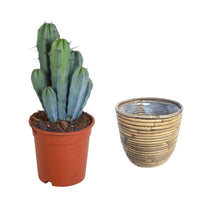 Cactus candélabre Myrtillocactus geometrizans avec pot décoratif - Plantes d'intérieur