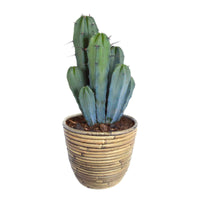 Cactus candélabre Myrtillocactus geometrizans avec pot décoratif - Cactus