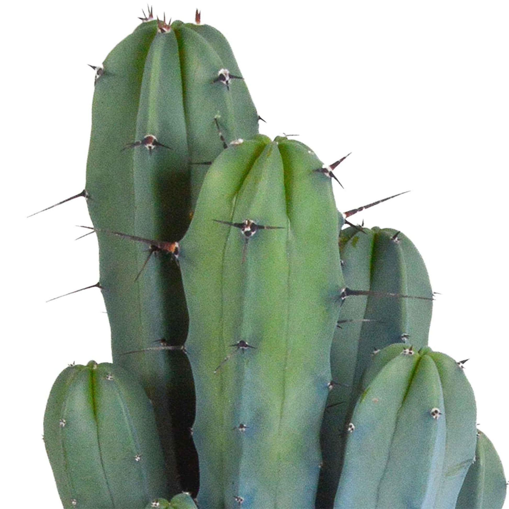 Cactus candélabre Myrtillocactus geometrizans avec pot décoratif - Facile d’entretien