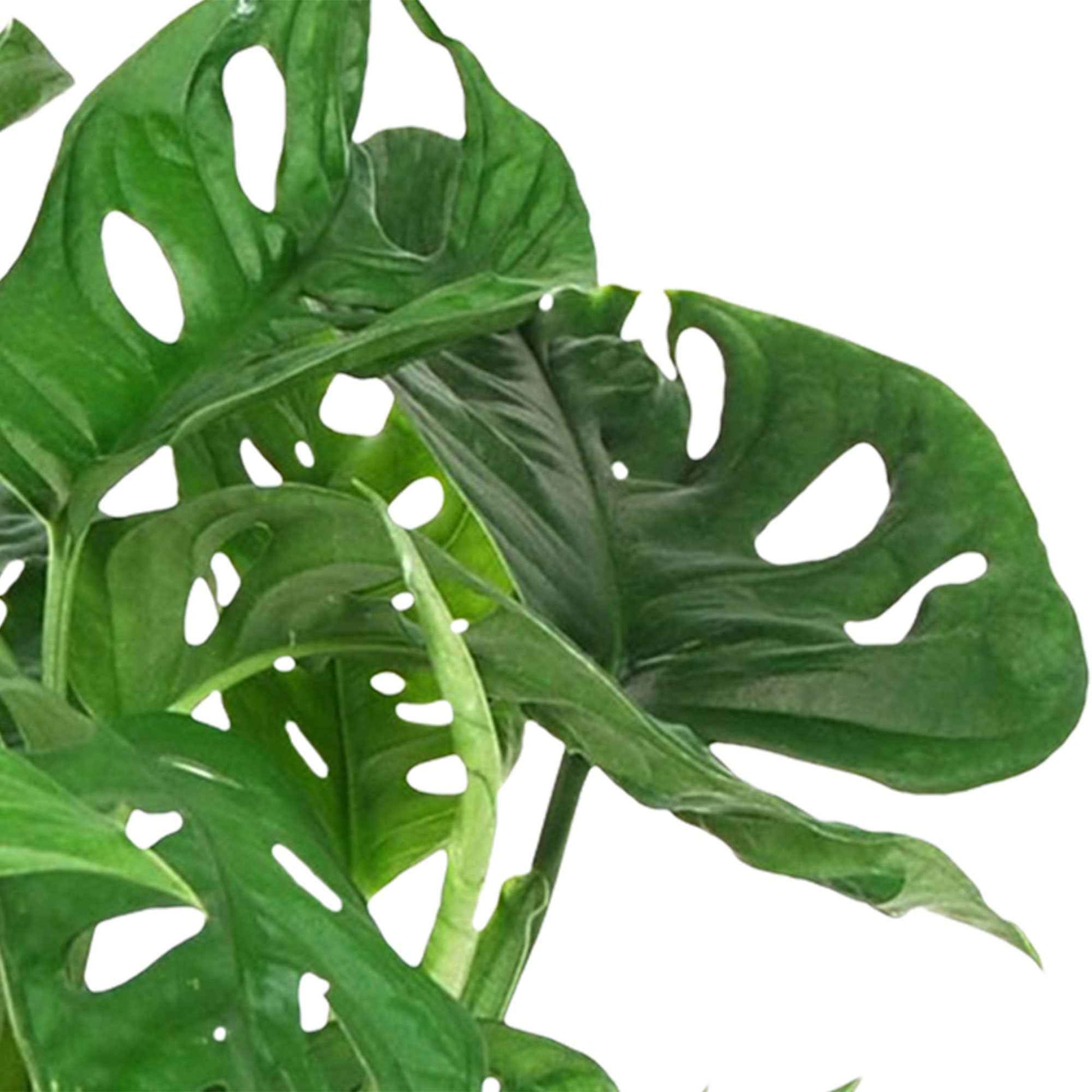 Plante à trous Monstera 'Monkey Leaf' incl. pot suspendu - Petites plantes d'intérieur