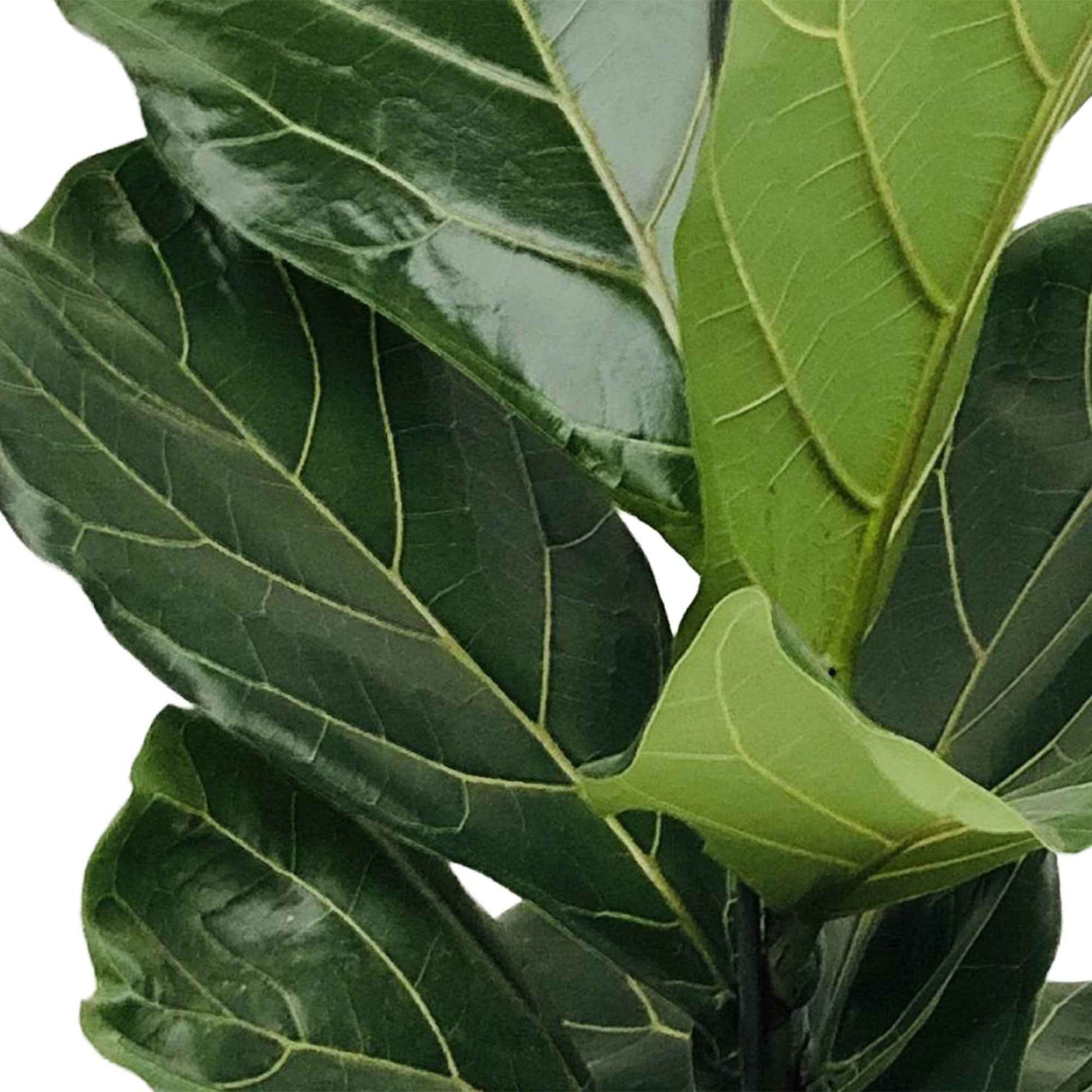 Figuier lyre Ficus lyrata - Plantes d'intérieur