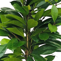 Figuier africain Ficus yathistipula XL - Plantes d'intérieur
