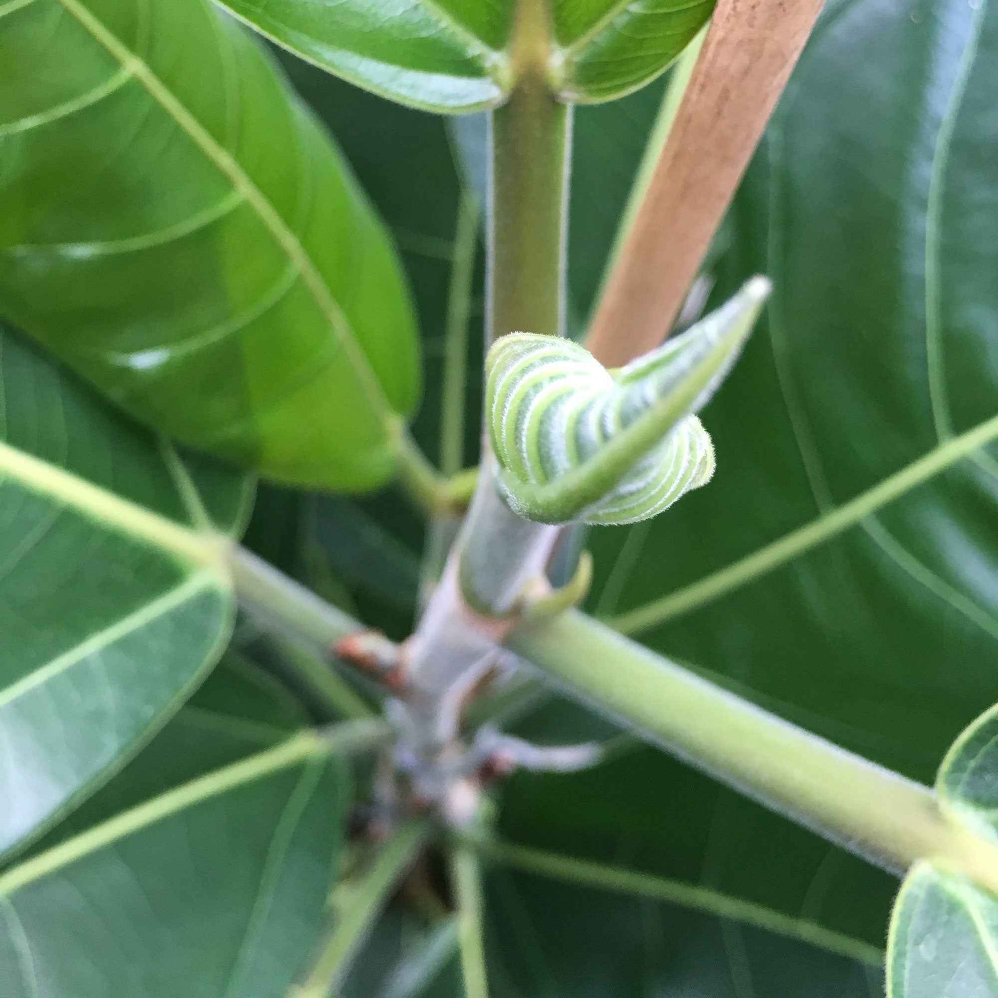 Figuier des banians Ficus benghalensis 'Roy' - Plantes d'intérieur : les tendances actuelles