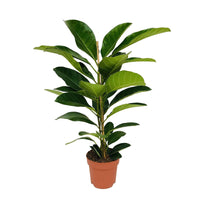 Figuier des banians Ficus benghalensis 'Roy' - Grandes plantes d'intérieur