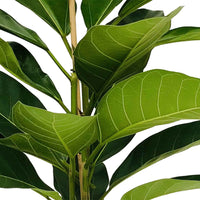 Figuier des banians Ficus benghalensis 'Roy' - Plantes d'intérieur