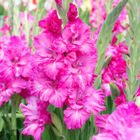 Glaïeul Gladiolus - Mélange 'Ruffled Wedding'  Jaune-Violet - Bulbes de fleurs attirant les abeilles et les papillons