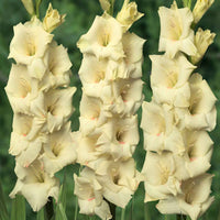 Glaïeul Gladiolus - Mélange 'Ruffled Wedding'  Jaune-Violet - Bulbes de fleurs par catégorie