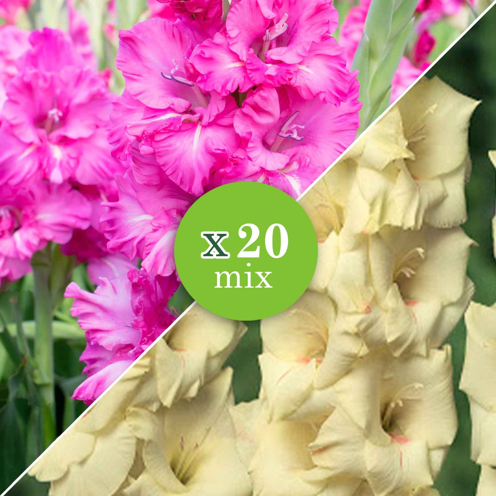 Glaïeul Gladiolus - Mélange 'Ruffled Wedding'  Jaune-Violet - Arbustes à papillons et plantes mellifères