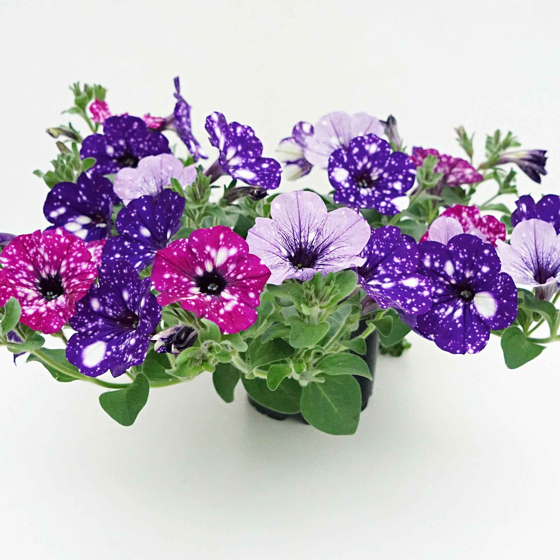 3x Petunia - Mélange 'Sky Mix' violet-rose-bleu - Plantes de jardin fleuris