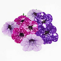 3x Petunia - Mélange 'Sky Mix' violet-rose-bleu - Fleurs de balcon