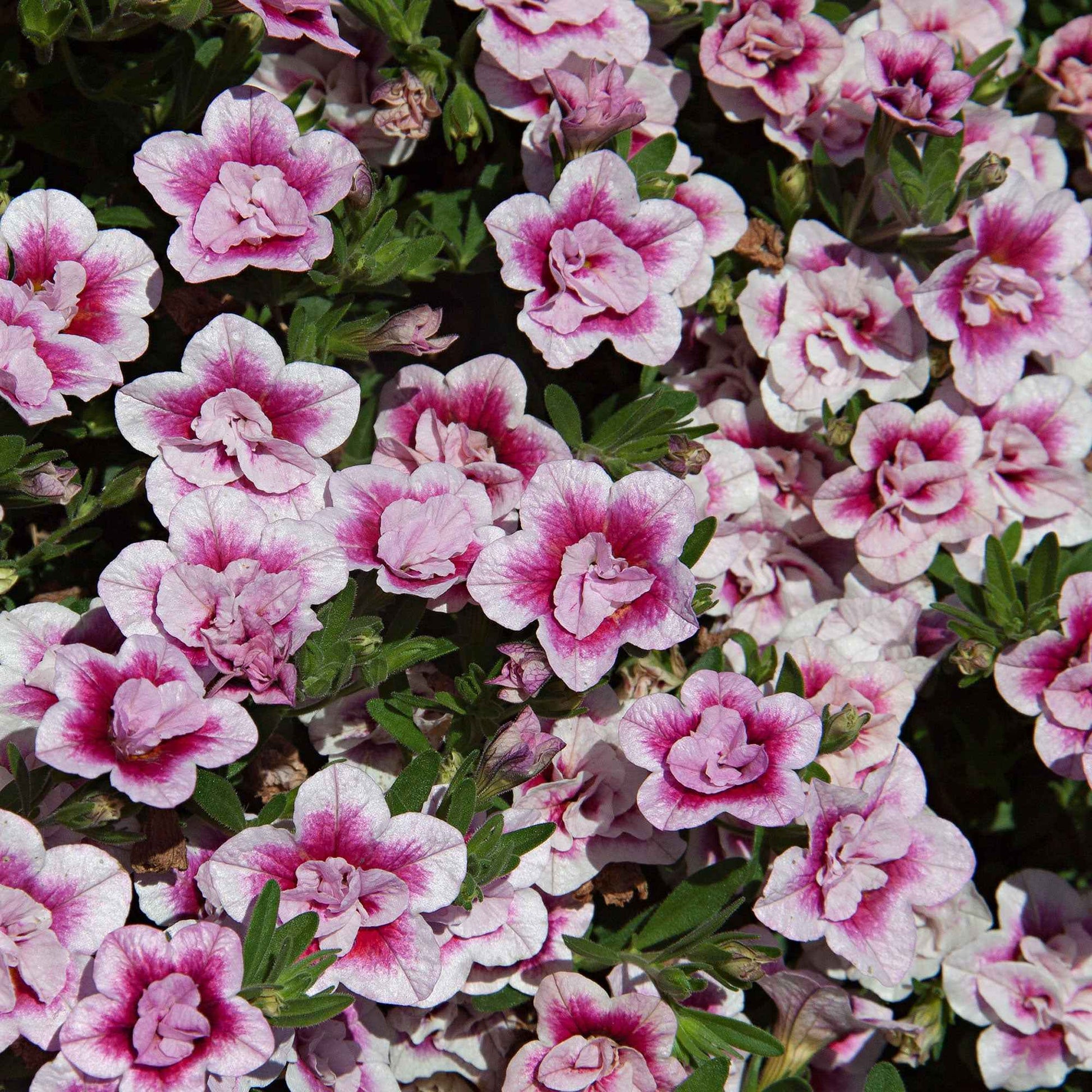 Mini pétunia Calibrachoa 'PinkTastic' rose-blanc - Fleurs de balcon