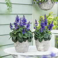 Sauge Salvia 'Misty' bleu - Plantes de bordure