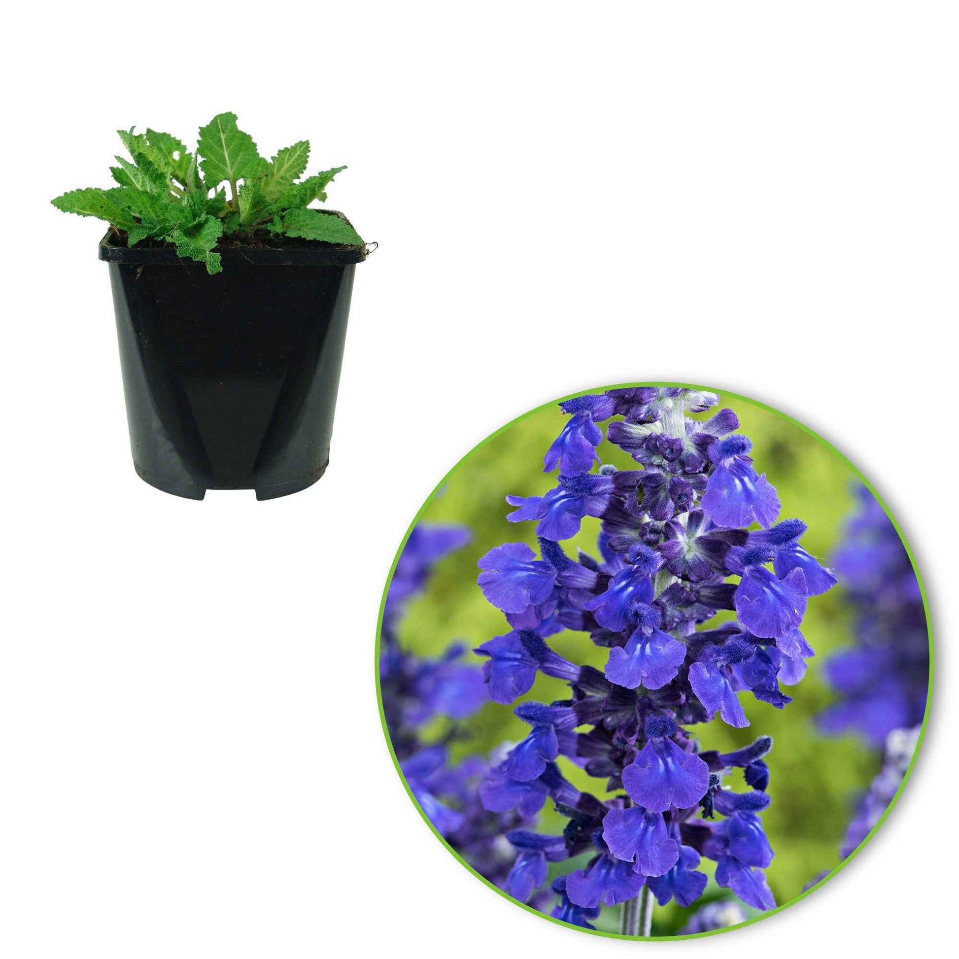 Sauge Salvia 'Misty' bleu - Fleurs d'été