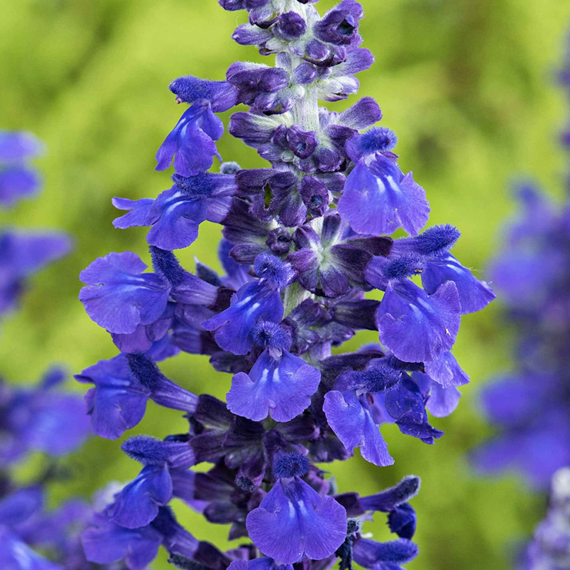 Sauge Salvia 'Misty' bleu - Fleurs de balcon