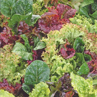 Laitue Lactuca - Mélange 10 m² - Semences de légumes - Caractéristiques des plantes