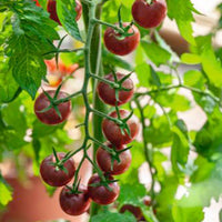Tomate cerise Solanum 'Black Cherry' noir 3 m² - Semences de légumes - Graines