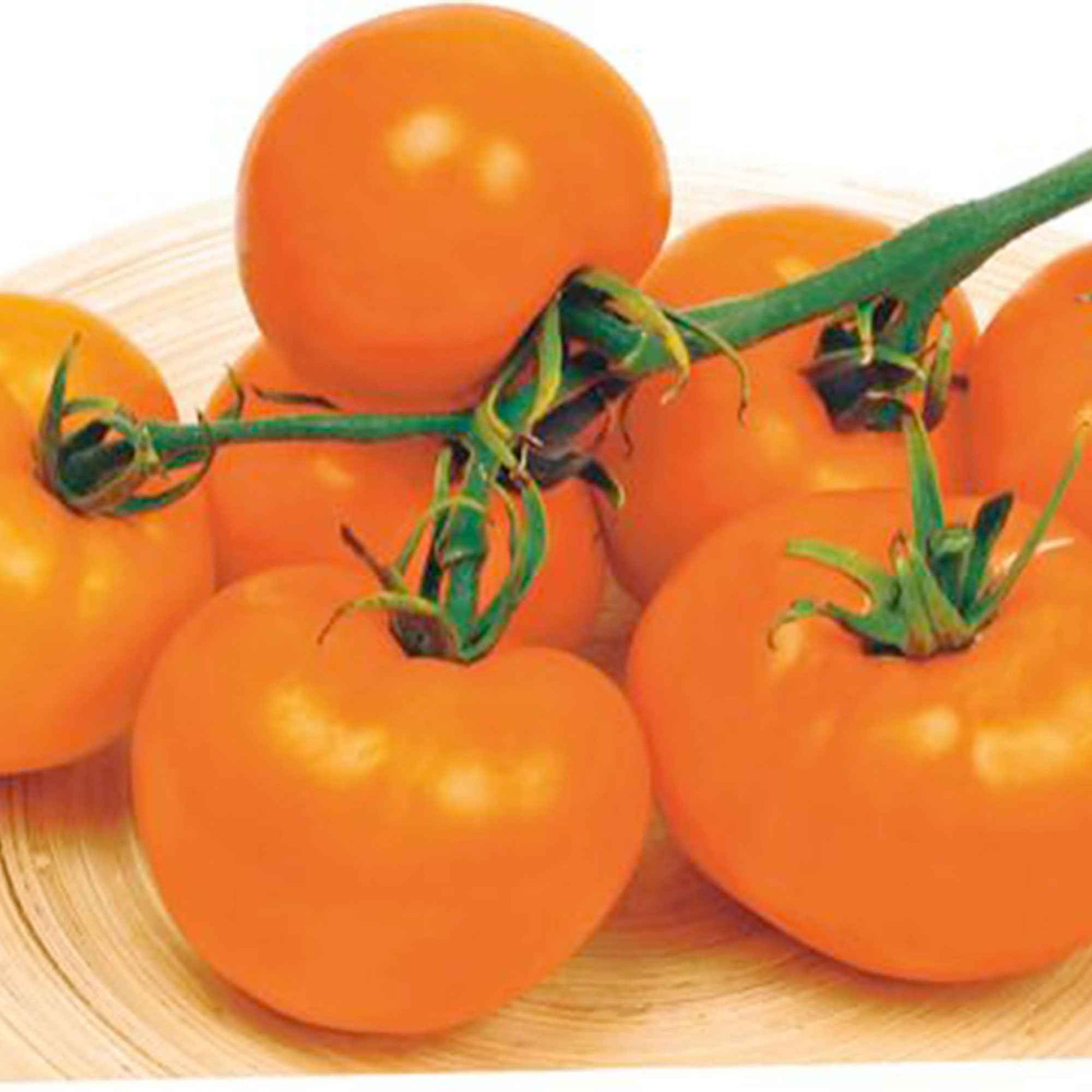 Tomate Solanum 'Arancia' jaune 2 m² - Semences de légumes - Graines de Légumes