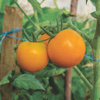 Tomate Solanum 'Arancia' jaune 2 m² - Semences de légumes - Graines