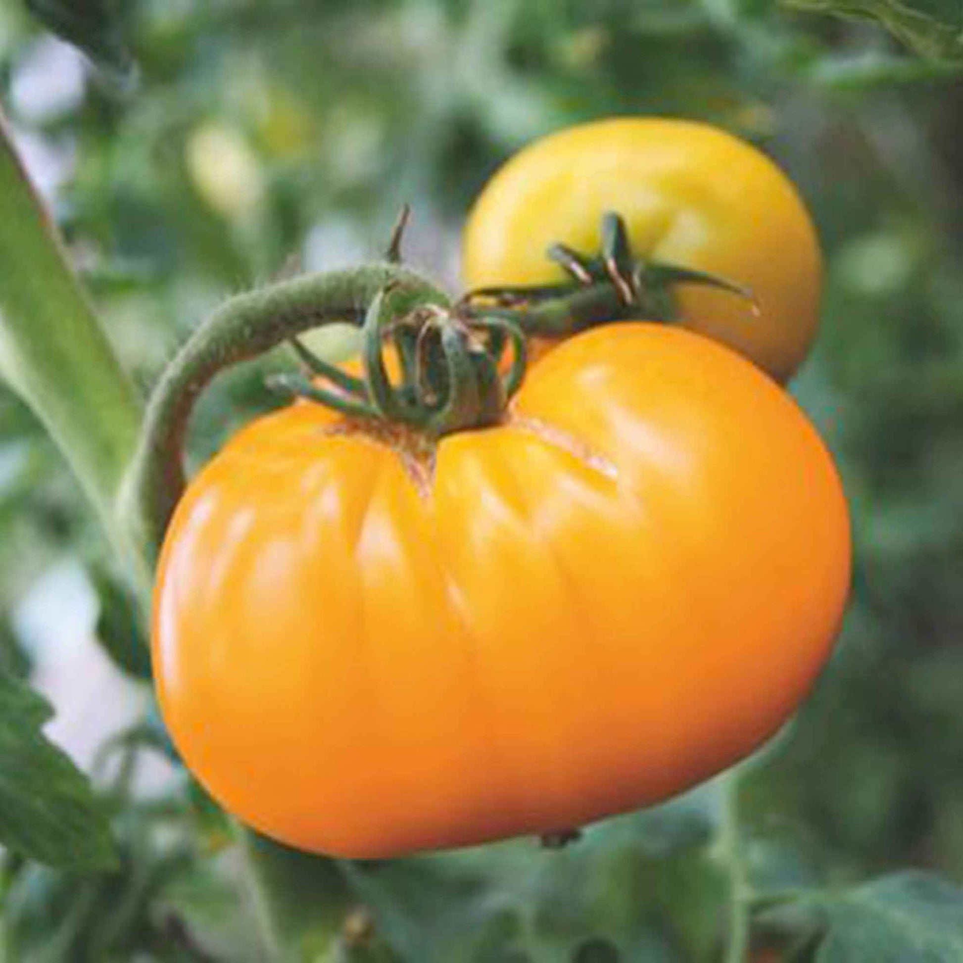 Tomate charnue Solanum 'Grappa Gialla' jaune 2 m² - Semences de légumes - Graines