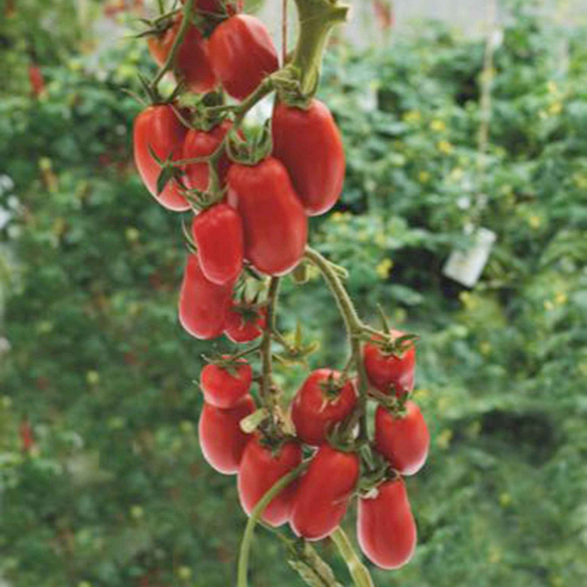 Tomate Solanum 'Super Roma' rouge 2 m² - Semences de légumes - Graines