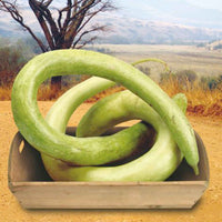 Courge Lagenaria 'Cucuzi Italian Snake' vert 6 m² - Semences de légumes - Potager