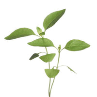Basilic citron Ocimum basilicum - Semences d’herbes - Graines