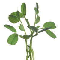 Petit pois Pisum sativum - Semences de légumes - Graines