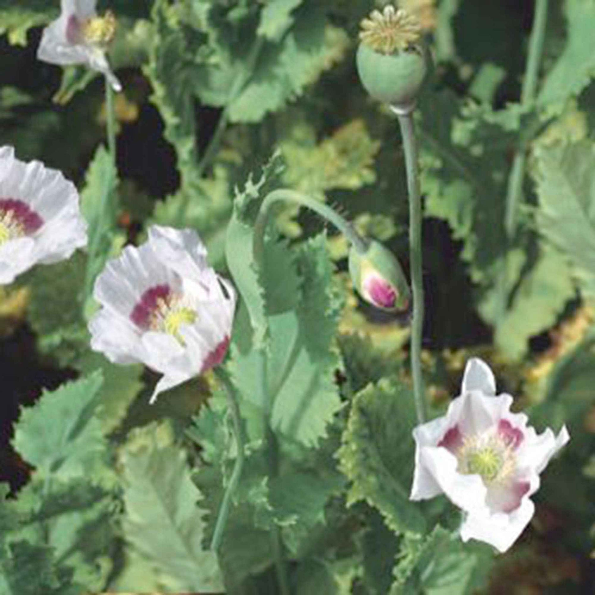 Les graines de pavot - Tout sur le pavot (Papaver somniferum